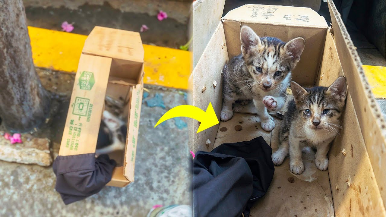 Kobieta jest zszokowana, gdy znajduje porzucone pudełko, z kt&oacute;rego wydobywa się żałosny płacz!
