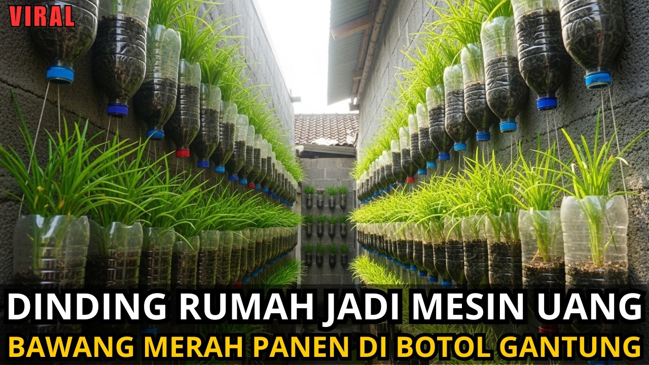 Dinding Rumah Disulap Jadi Mesin Uang, Bawang Merah Tumbuh di Botol Gantung
