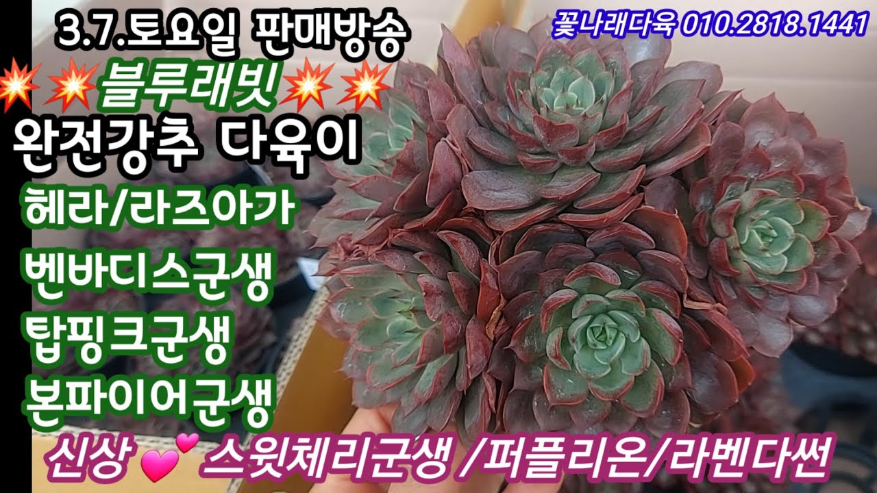 오을도 신상가득한 꽃나래다육 💕스윗체리, 퍼플리온,라벤다썬, 블루래빗,헤라,라즈아가,홍에이핑크,본파이어군생입고 ~꽃나래다육 010.2818.1441 