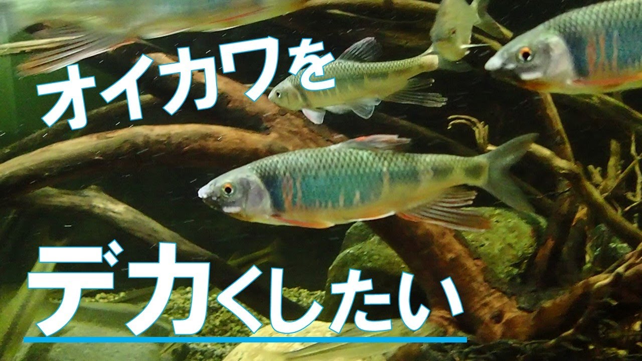 オイカワを立派に育てたい