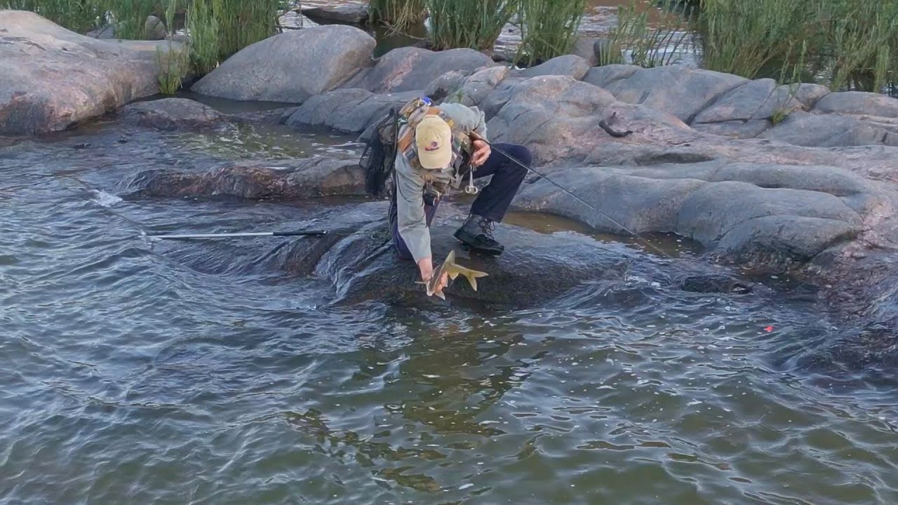 Smallmouth Yellow on a fly on the Orange river