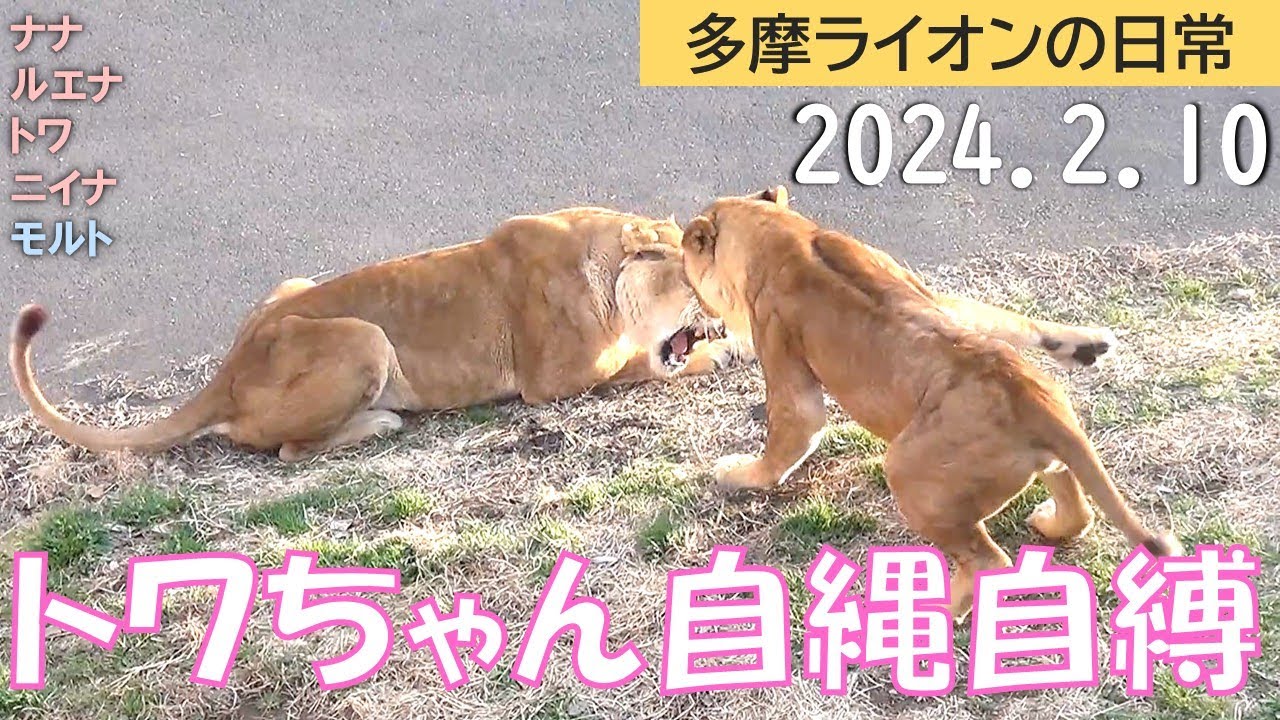 トワちゃん自縄自縛 2024/2/10【多摩ライオン】