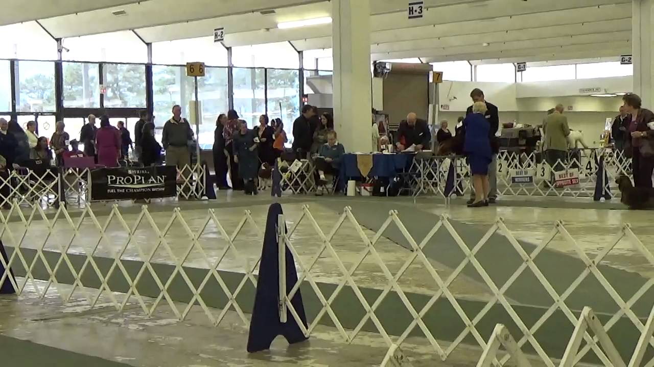Atlanta Dog Show Sunday #1