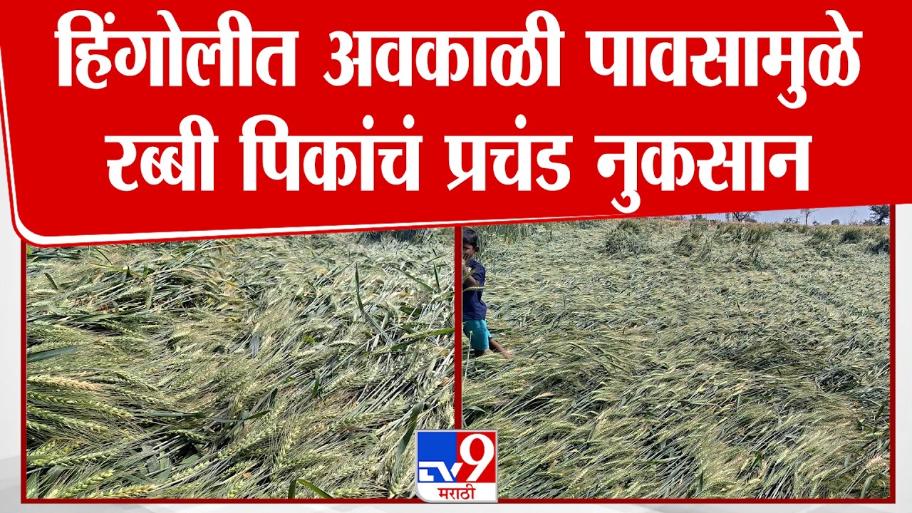 Hingoli Unseasonal Rain Loss | हिंगोलीत अवकाळी पावसामुळे रब्बी पिकांचं प्रचंड नुकसान