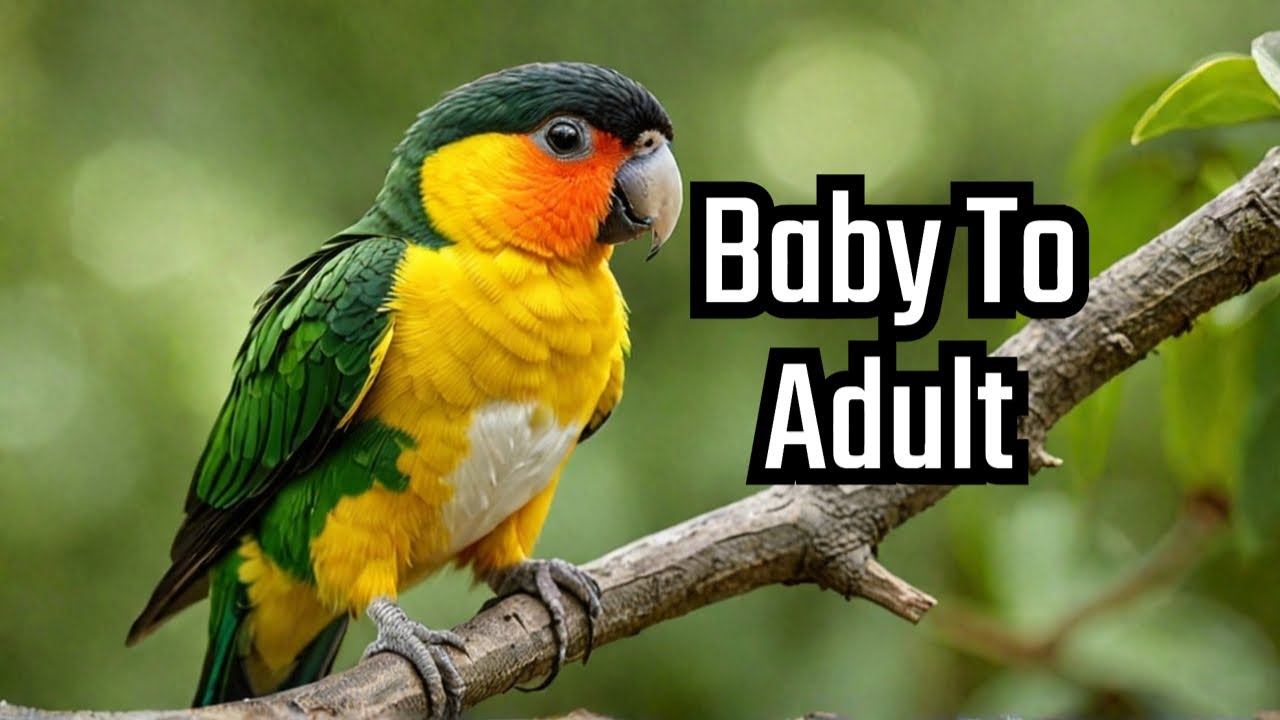Black Headed Caique Parrot Transformation From Baby To Adult