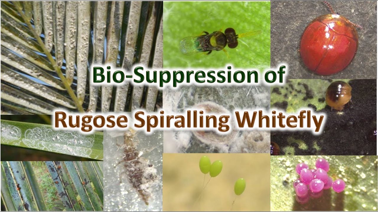 Rugose Spiralling White Fly