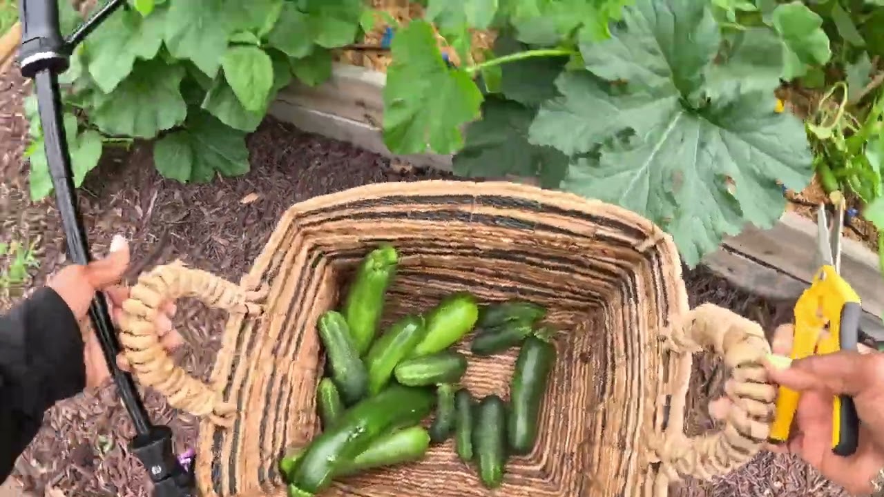 5/17 Garden Shenanigans, Harvesting, Watermelon Surprise & The Squash Vine Borer has arrived!