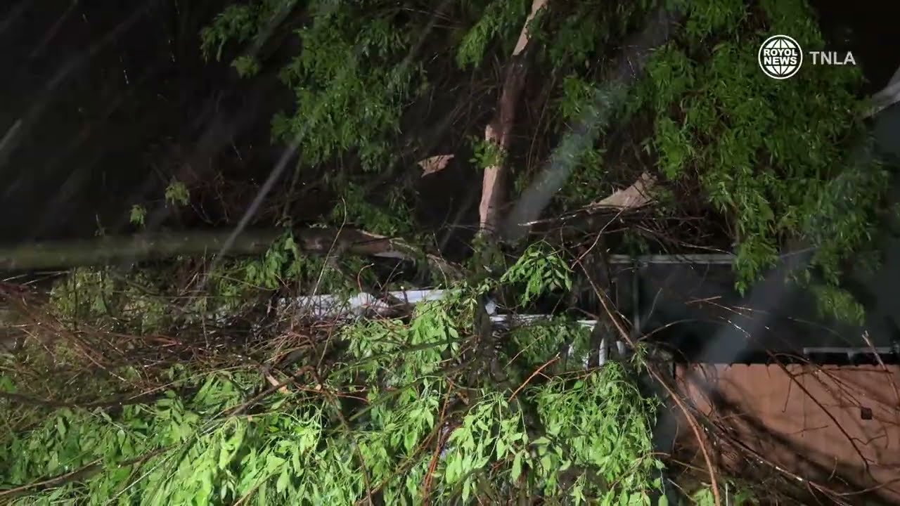Tree Falls On Car In Agoura