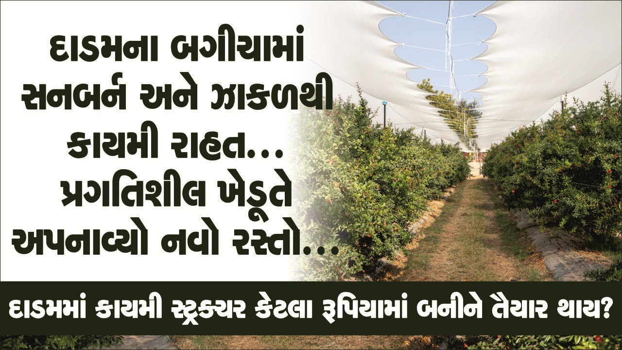 Dadam ni kheti : દાડમમાં સનબર્ન અને ઝાકળથી કાયમી છુટકારો | Pomegranate Farming #pomegranate
