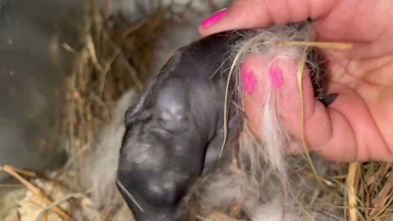 The Meat Rabbit Nest Box in Action