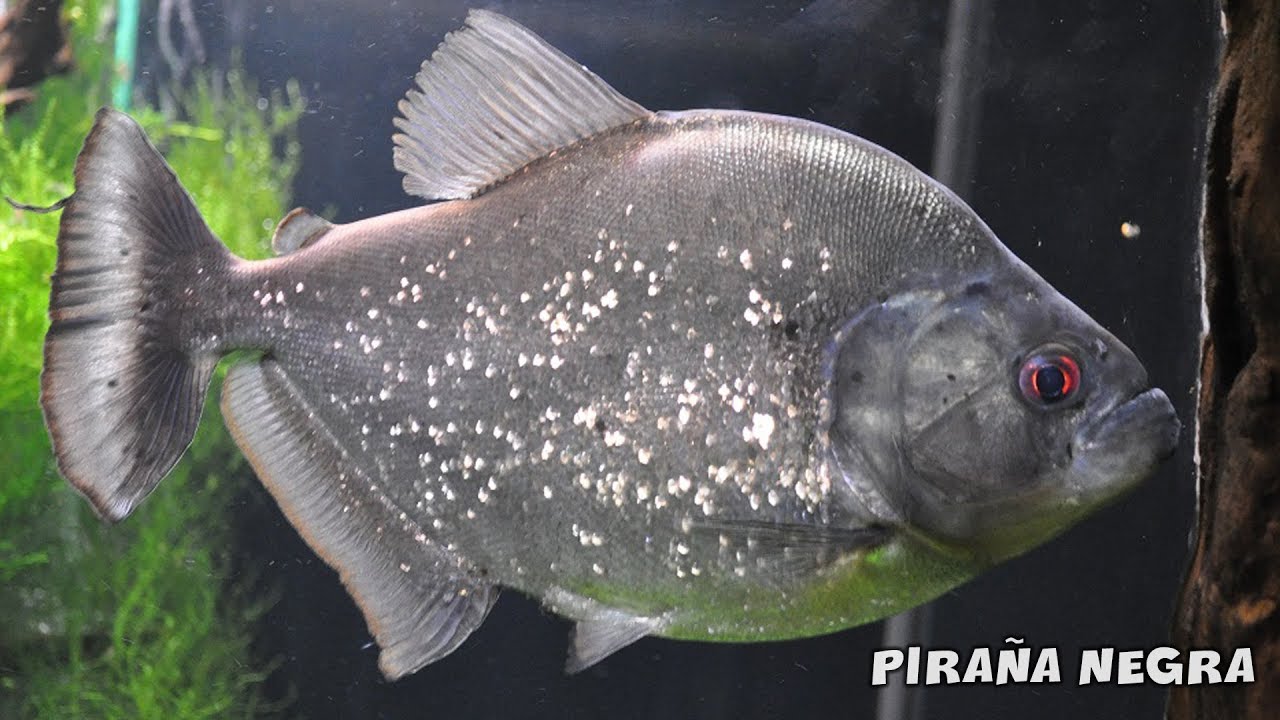 PIRAÑA NEGRA Cuidados y Alimentación | Serrasalmus rhombeus | AcuariosLP