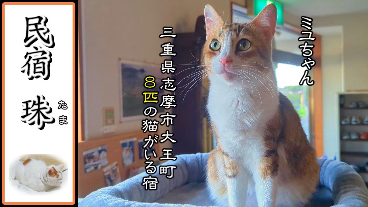 【看板猫のいる宿】 三重県志摩市で猫と一日モフモフできるお宿　民宿 珠(たま)　鳥羽水族館　大皿海鮮丼