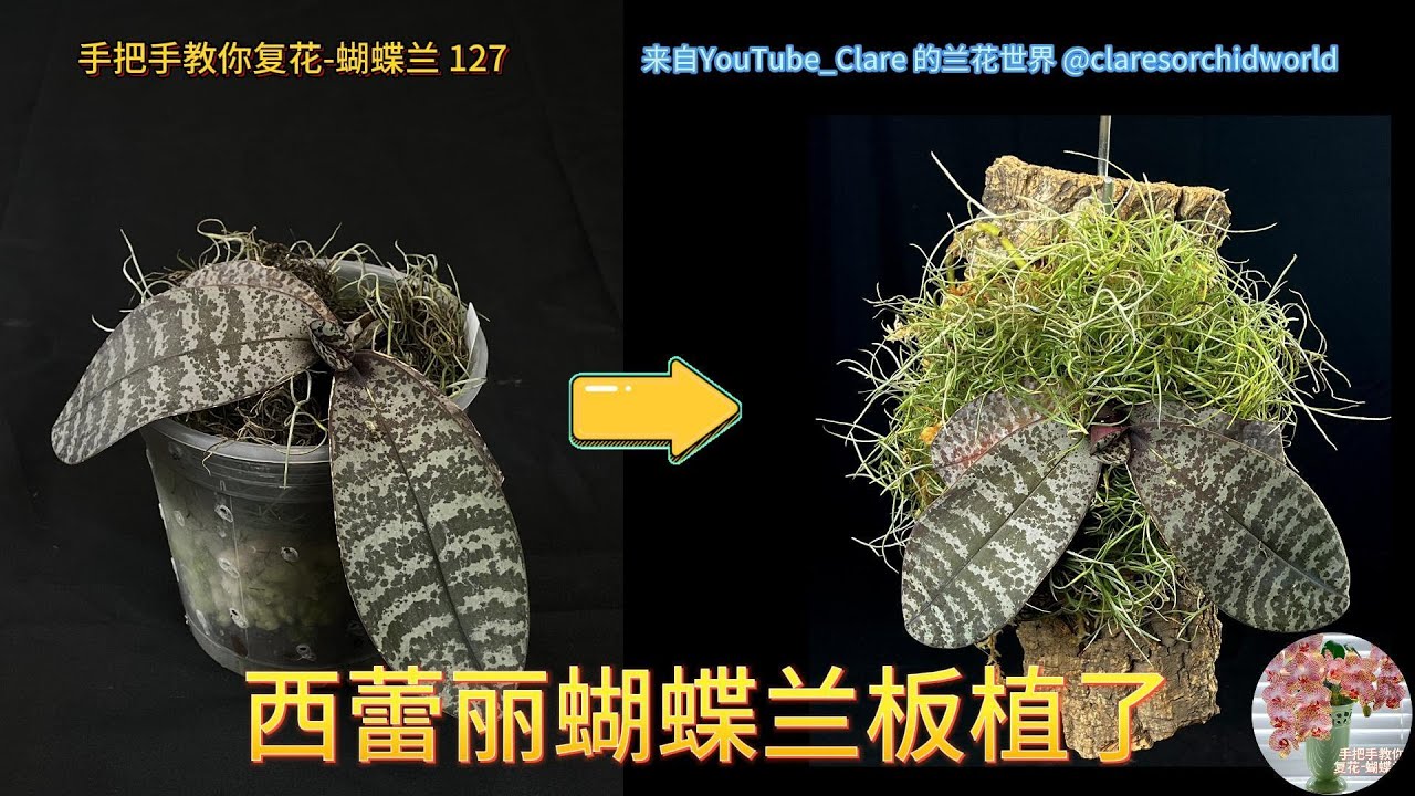 手把手教你复花-蝴蝶兰 127 西蕾丽蝴蝶兰板植了