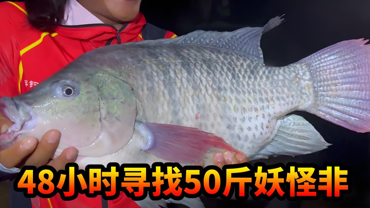这次挑战太野了，熬战48小时总算寻到50斤顶级妖怪非，与它智斗勇长达数小时！#钓鱼 #游钓黑坑疯子 #大魚