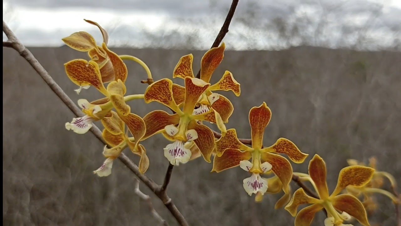 MUITAS ORQUÍDEAS NA NATUREZA ENCYCLIAS FLORAÇÃO #floração #orquídea #natureza #encyclias #espécie