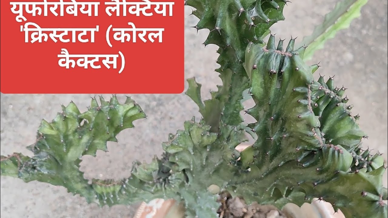  यूफोरबिया लैक्टिया 'क्रिस्टाटा' (कोरल कैक्टस) Euphorbia lactea 'Cristata' (Coral Cactus) 