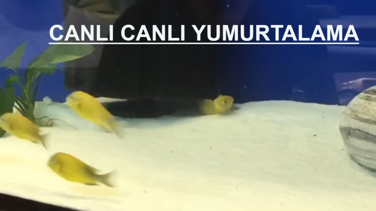 KRİZA GOLD YUMURTA D&Ouml;NG&Uuml;S&Uuml;|CANLI CANLI &Ccedil;İFTLEŞME|akvaryum balıkları,tropheus akvaryumu,