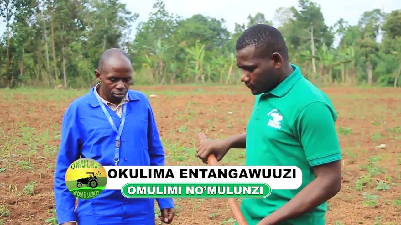 Okulima entangawuuzi part two