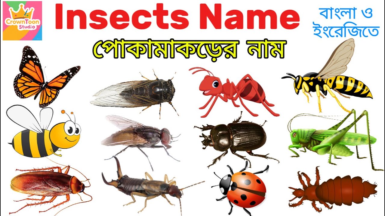 Insects Name for Kids | Learn Insects in English & Bengali | Learn Insect Names in 5 Minutes