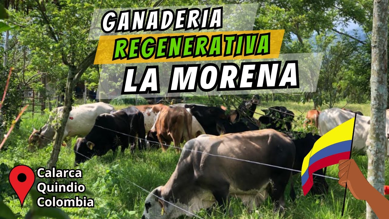 Engorde de ganado en manejo regenerativo: PUAD, Silvopastoreo, Corredores biológicos, BPG