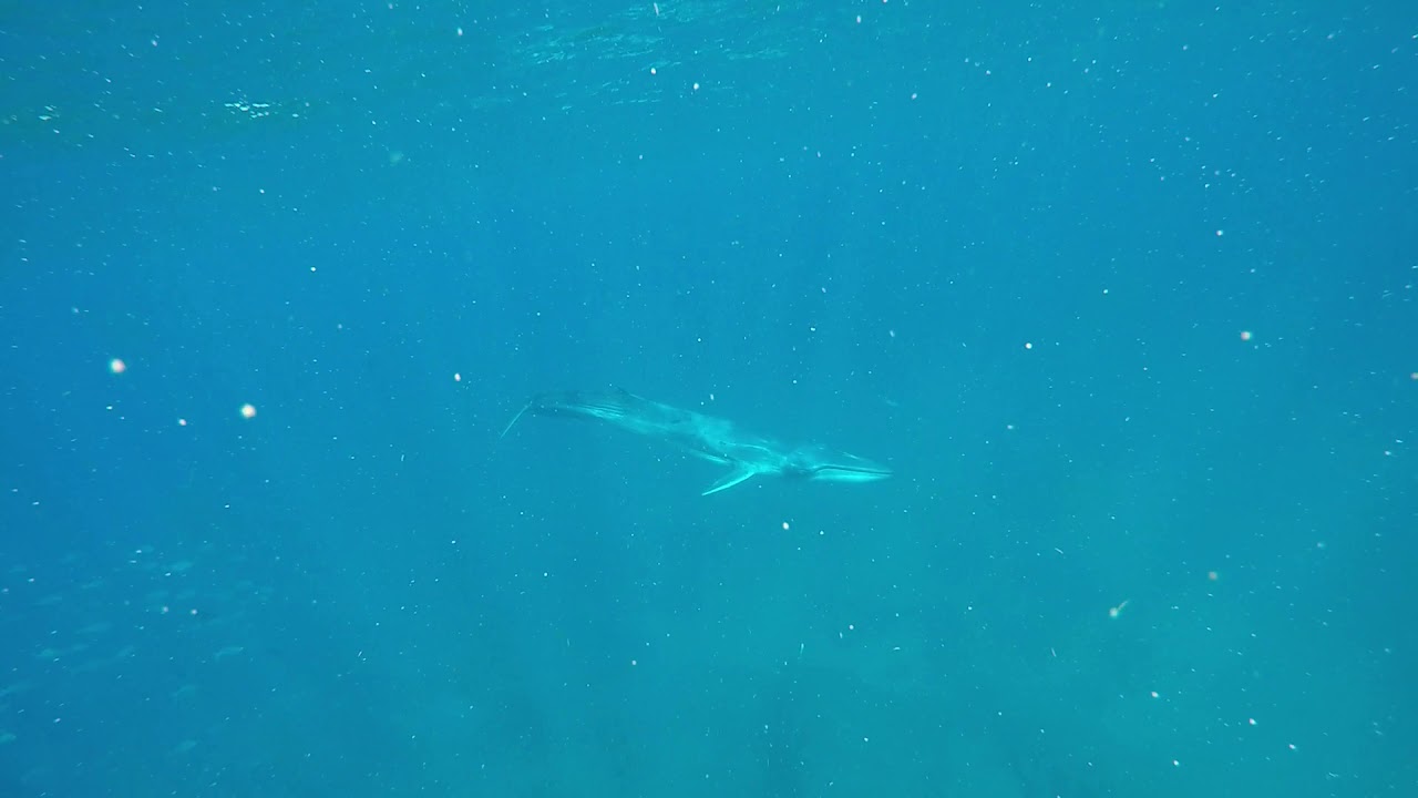 Omura's Whale Sodwana Bay
