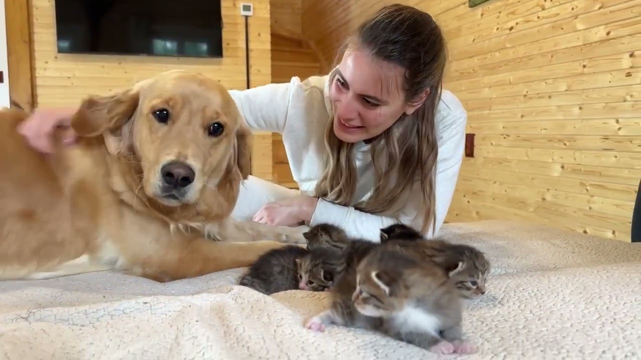 Leo Fucarev! Golden Retriever Meets Tiny Kittens For The First Time