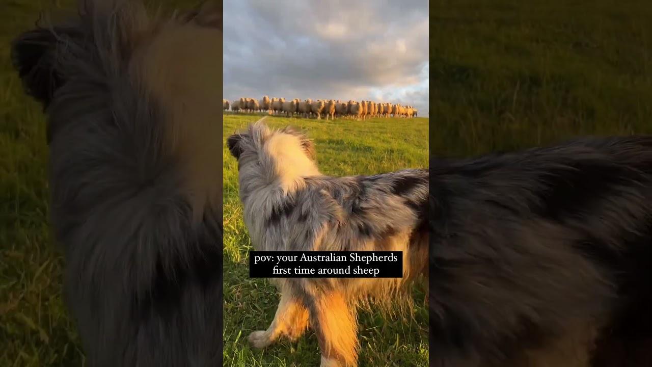 My Australian Shepherd sees SHEEP for the FIRST TIME!