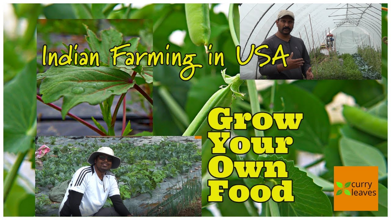 Indian farming in USA - Grow your own food