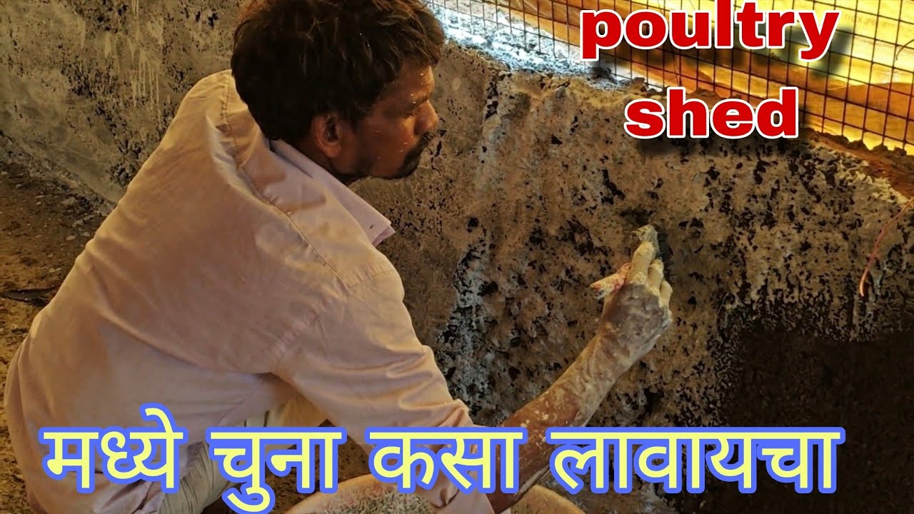 Poultry farm me chuna kaise mare | poultry शेड मध्ये चुना कसा लावायचा |