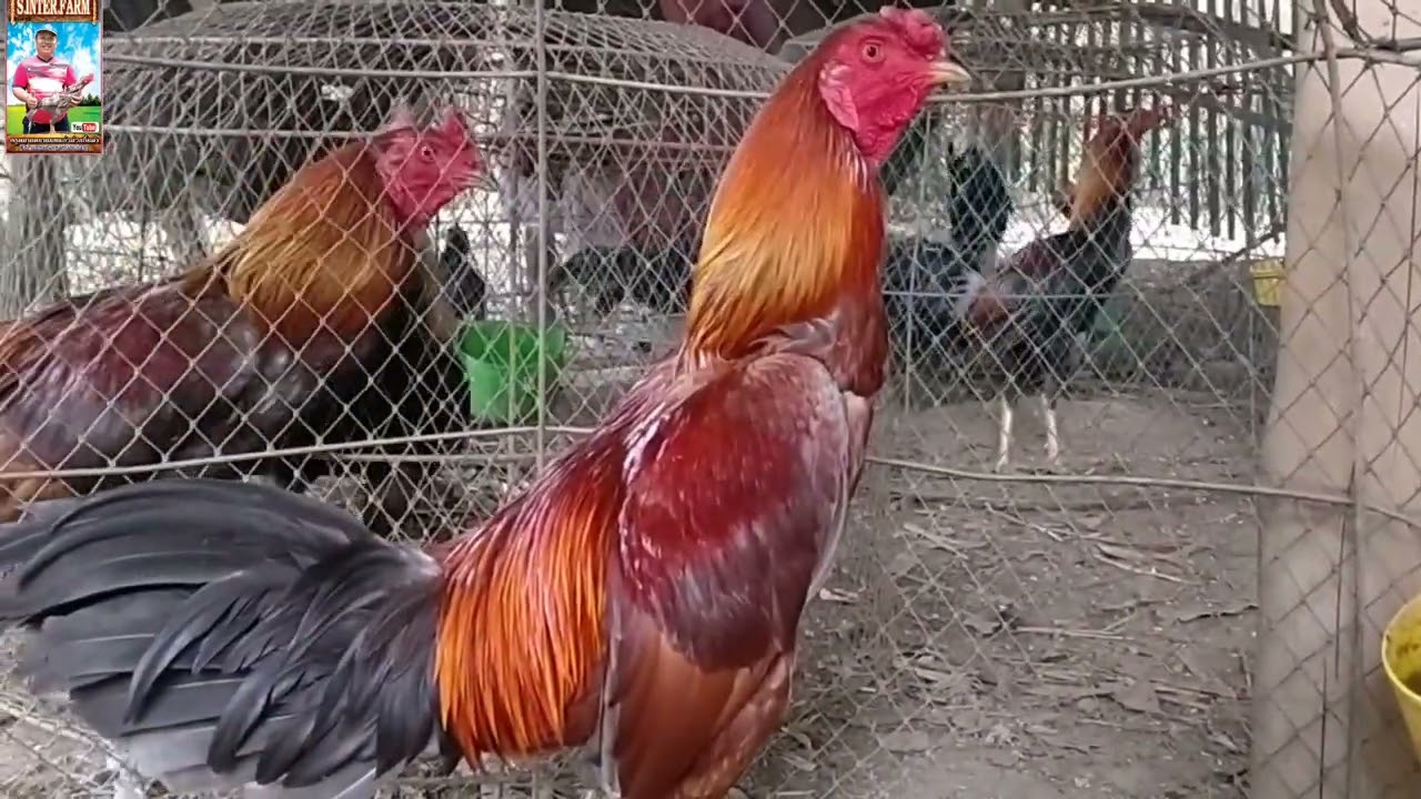 เจ้าตอปิโด ล่อสั้น 0878076949