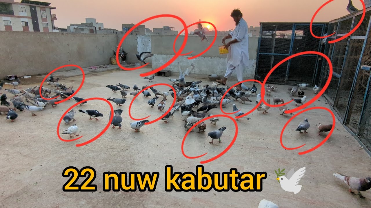 22 nuw kabutar 🕊️🕊️😱😱