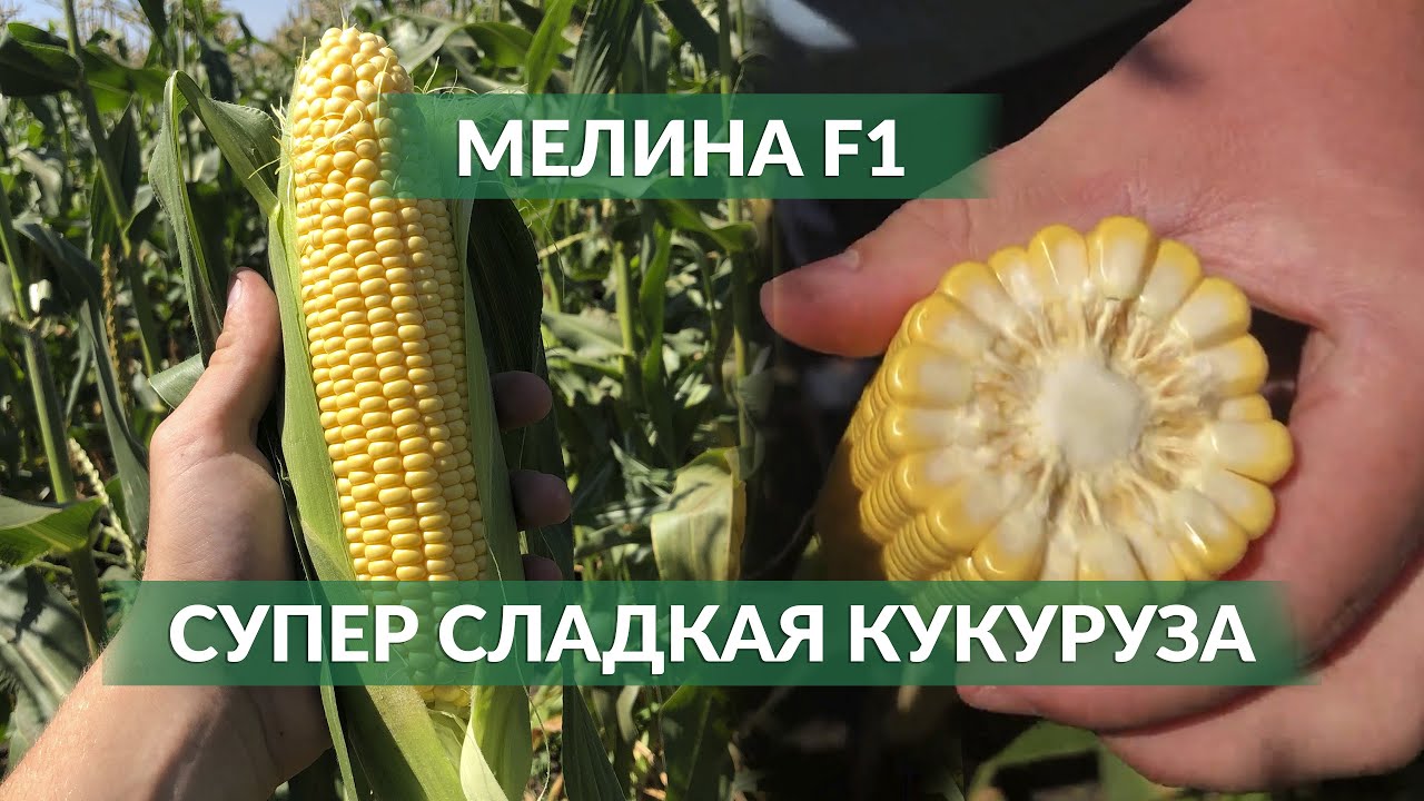 МЕЛИНА F1 - ПЕРВЫЙ УРОЖАЙ В 2021 ГОДУ!