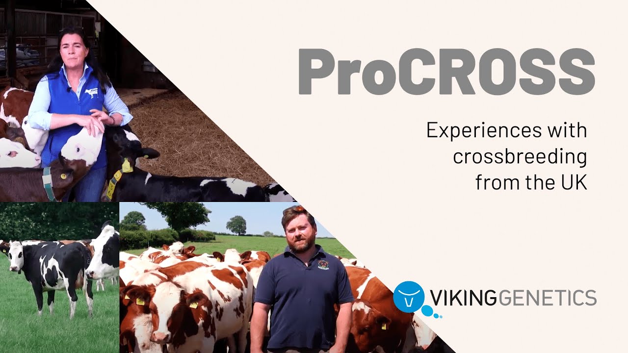 Experiences with ProCROSS crossbreeding