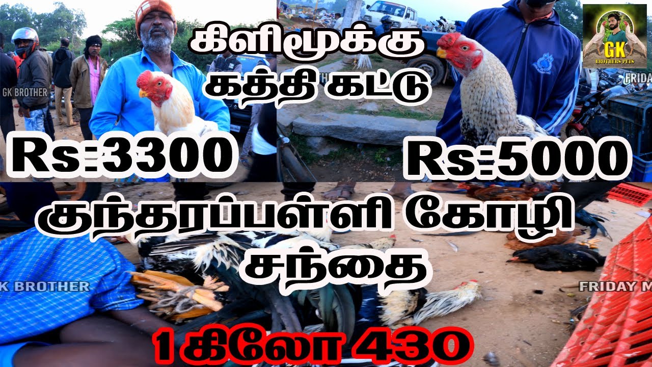 1கிலோ 430//குந்தரப்பள்ளி கோழி சந்தை//கிளிமூக்கு கத்திகட்டு// 2023 விலை நிலவரம் #gkbrothers #chicken