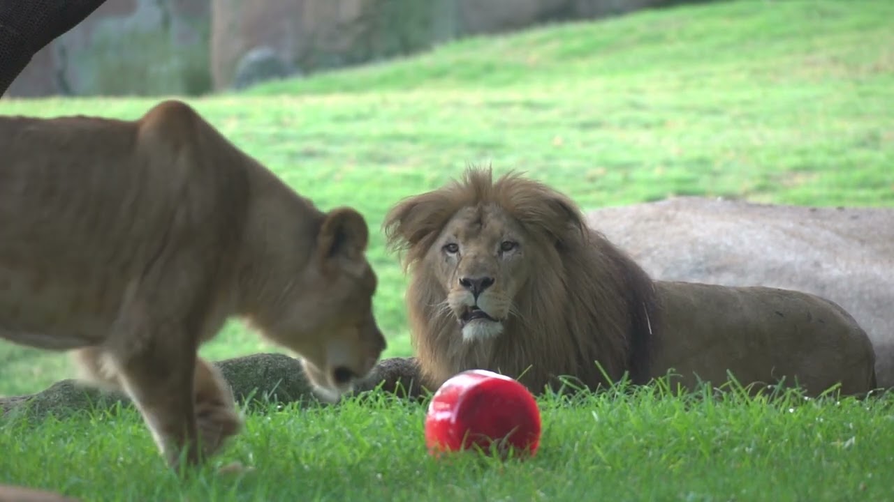 Medidas extraordinarias ante olas de calor en verano y bienestar animal en BIOPARC Valencia