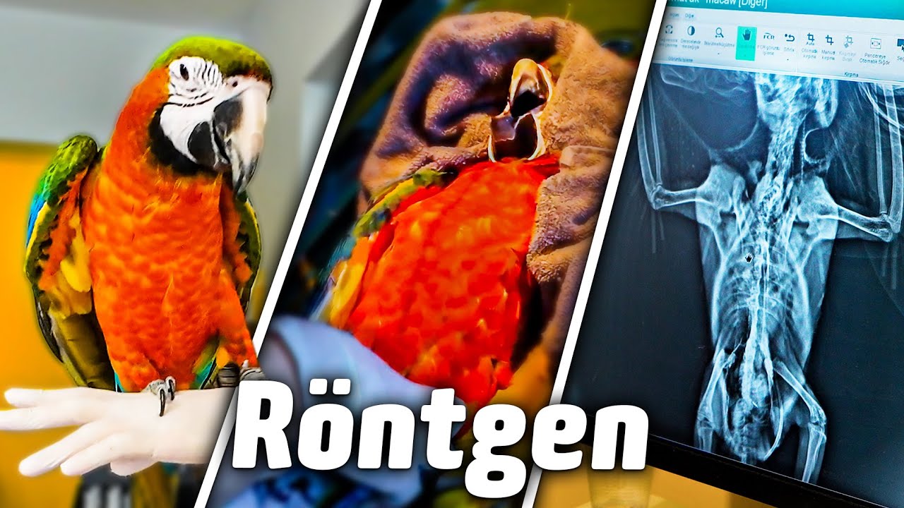 VıkVık Hasta mı? - Papağanıma Röntgen Çektirdim