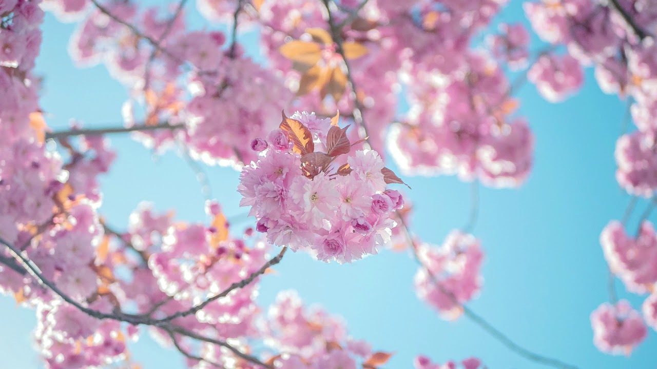 Spring Poem &ndash; Beautiful Piano Song ｜BigRicePiano