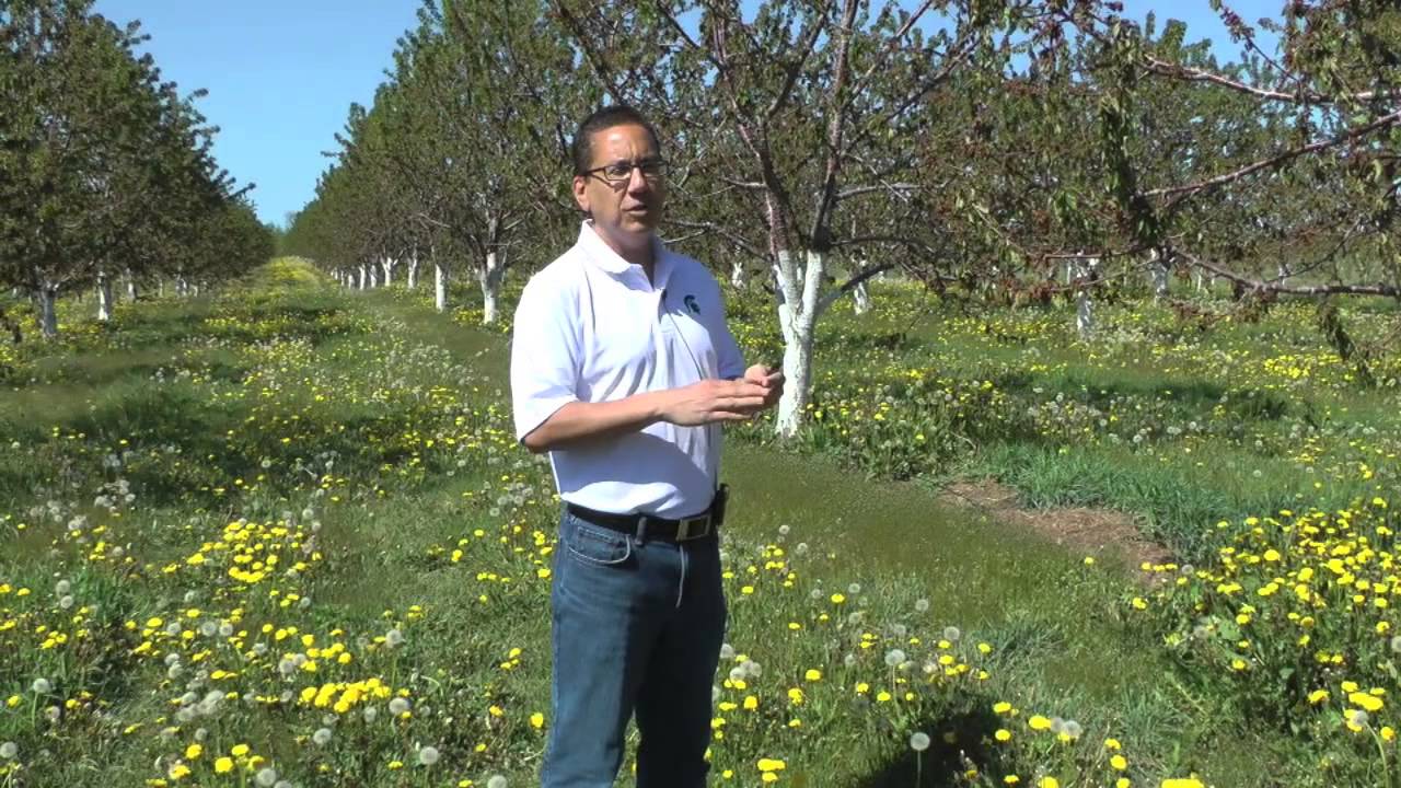Bacterial canker and blossom blast of sweet cherry