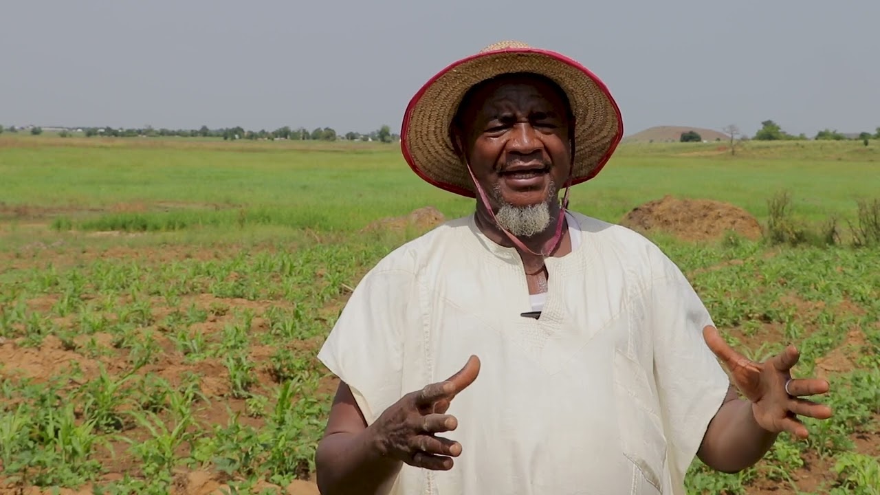 COTTON FARMING IN NORTH-WEST NIGERIA
