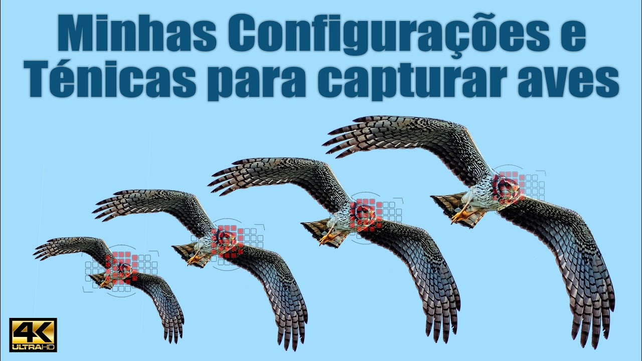 Minhas Configurações e Técnicas para capturar aves