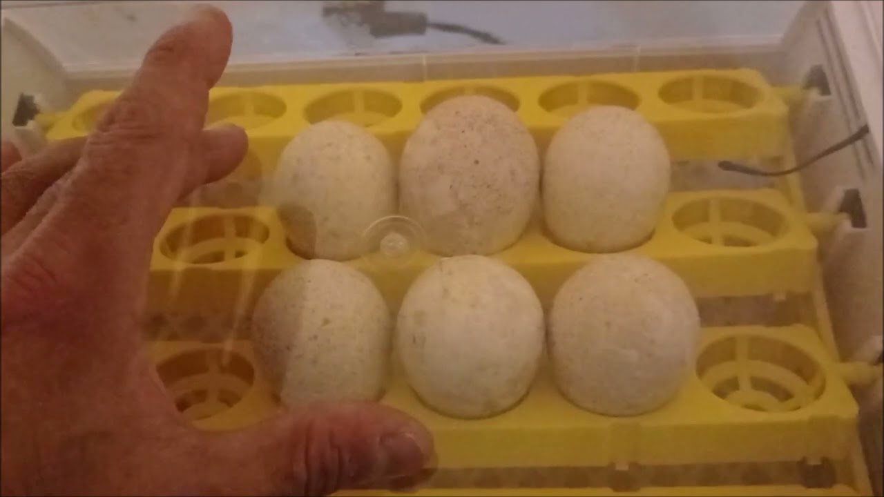 Incubaci&oacute;n de huevos de pavos o guajolotes en incubadora autom&aacute;tica