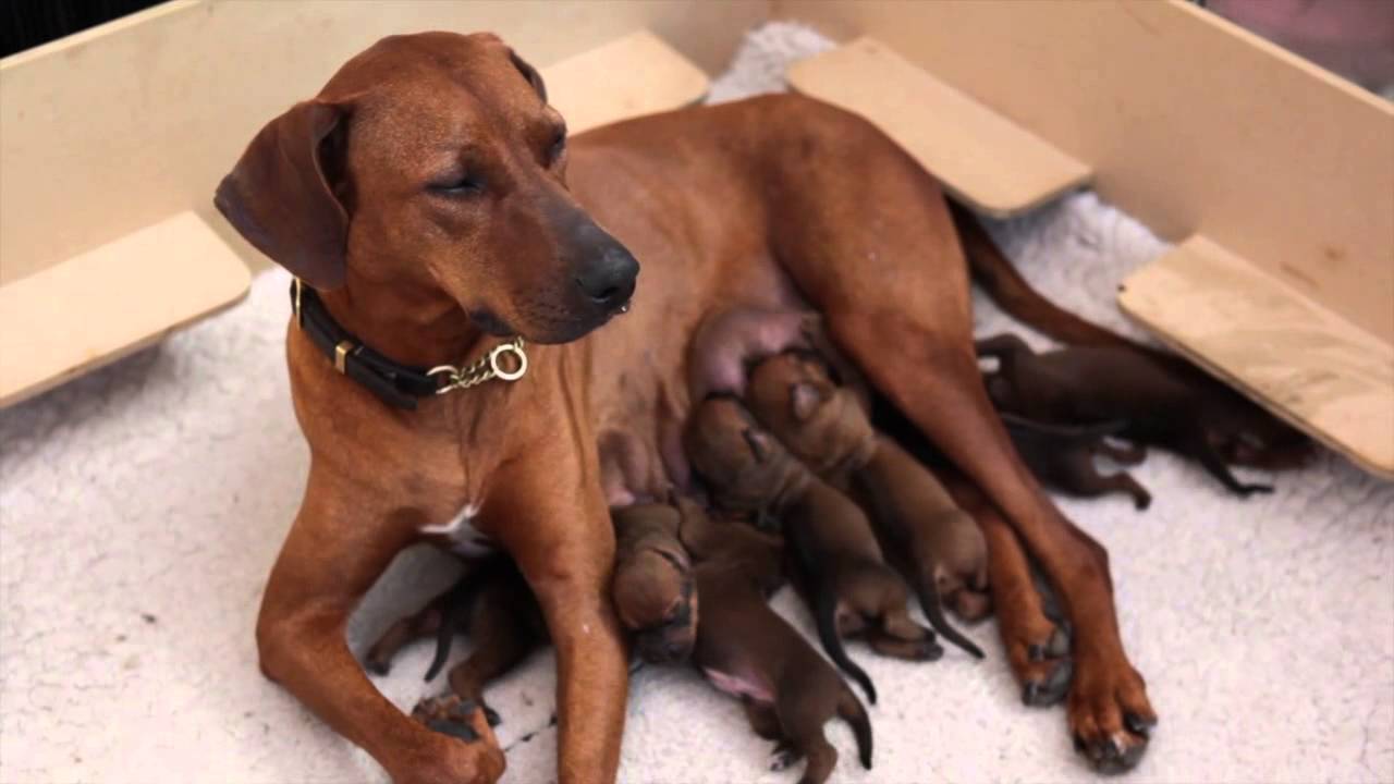 Ridgeback Pups from birth to 8 weeks old