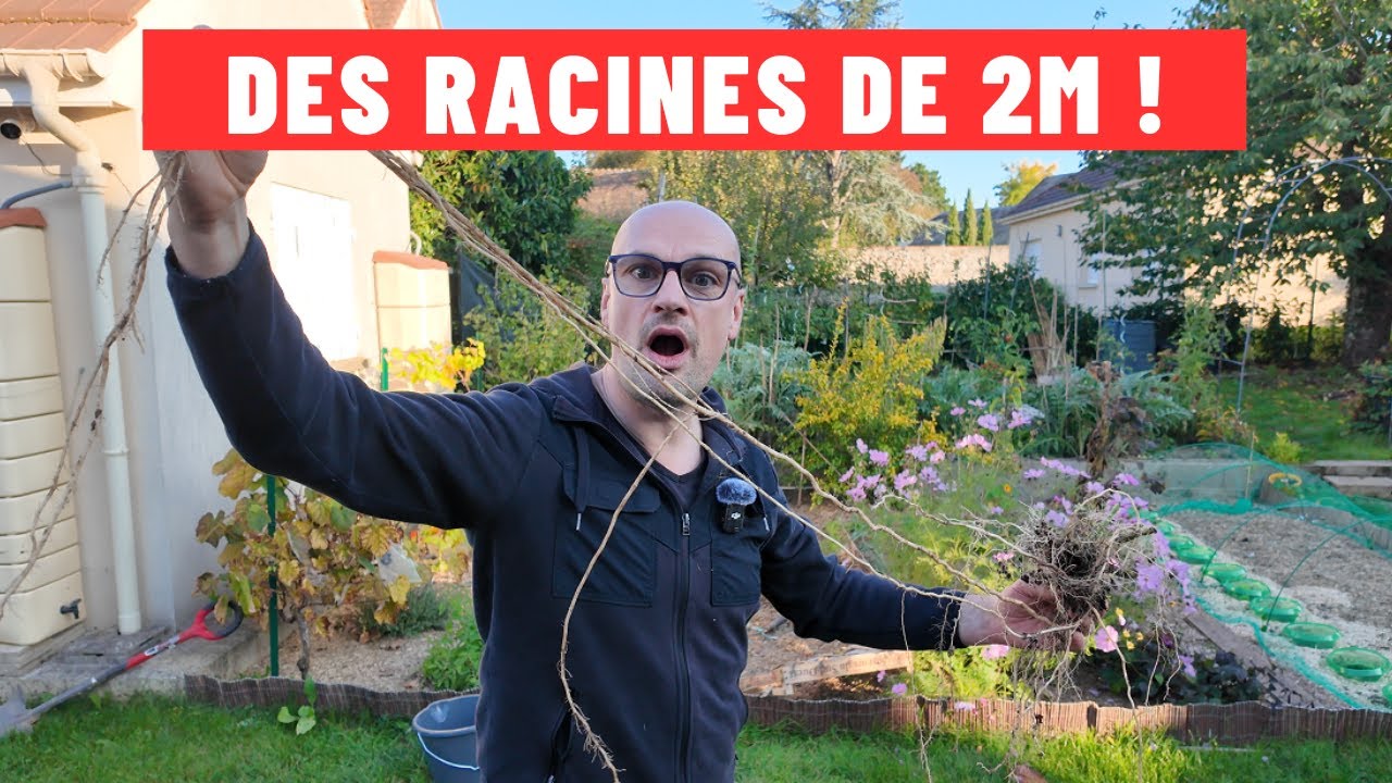 Semis direct : des racines de 2M ?! 😳