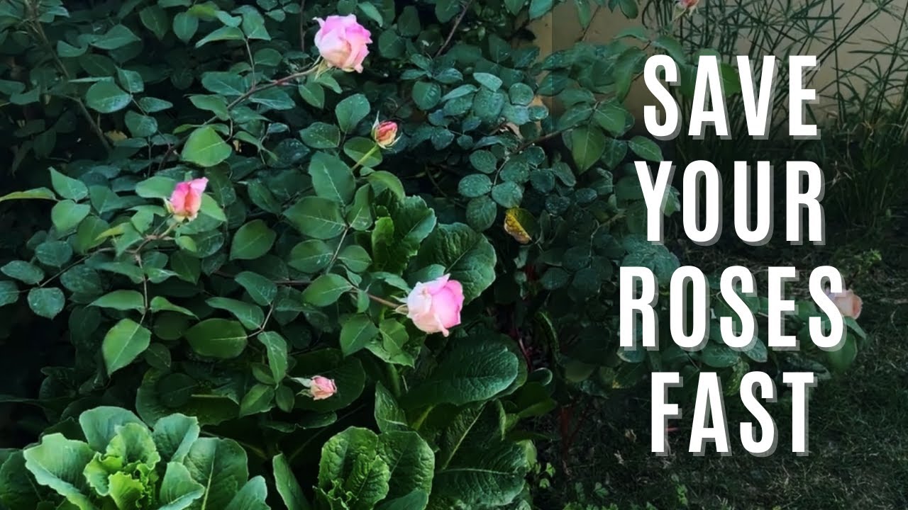 Save Your Drooping Roses! Easy DIY Trellis Fix 🌹✨