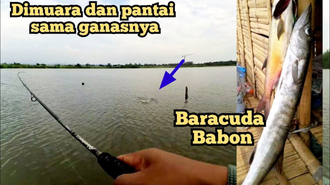 Mancing di muara dan pantai marina || Strike baracuda babon || Spot mancing semarang