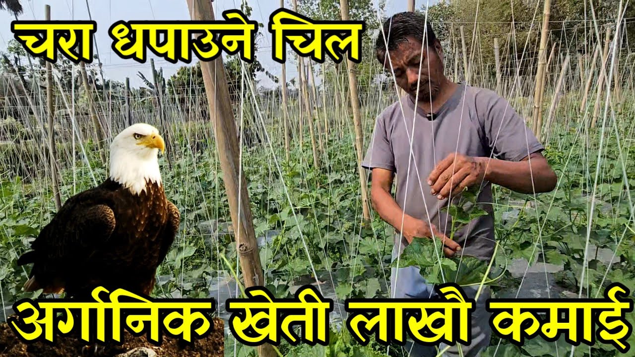 झोलामा चील राखेर 50 हजार लगानी गरि अर्गानिक खेती गर्ने  सन्तोष, महिनाकै एक लाख कमाउदै 