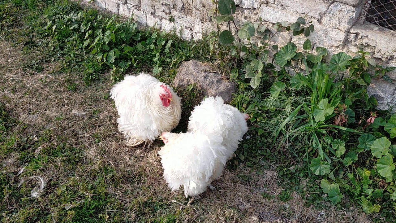 White frizzle Cochin bantam 2020 (Asad awan 03125271232)
