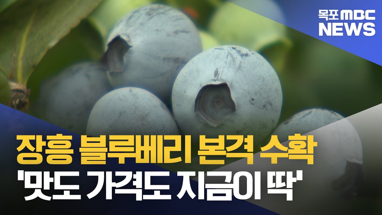 장흥 블루베리 본격 수확..'맛도 가격도 지금이 딱'[목포MBC 뉴스데스크]
