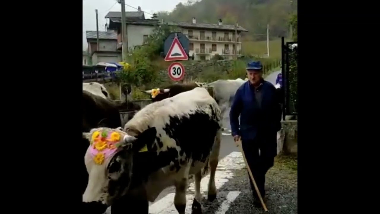 #transumanza video repertorio 2021 mandria di Marco Banche alpeggio Mondrone Ala di Stura