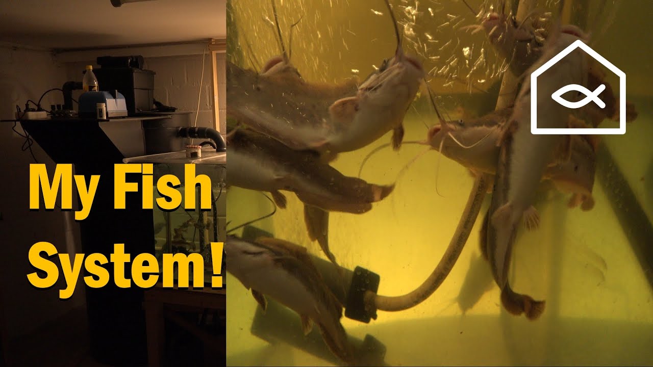 Inside My Wet Lab – UV, Pond Filter & Oversized Biofilter